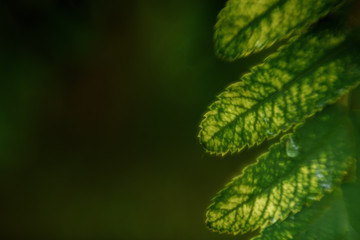 green leaves of a tree