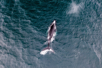 Top down above view of big humpback whale on a sea surface © ilyaska