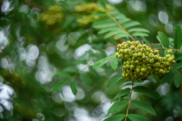 green leaves of a tree