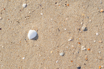 yellow sand with shell as background