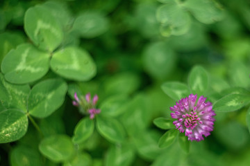 flower in the garden