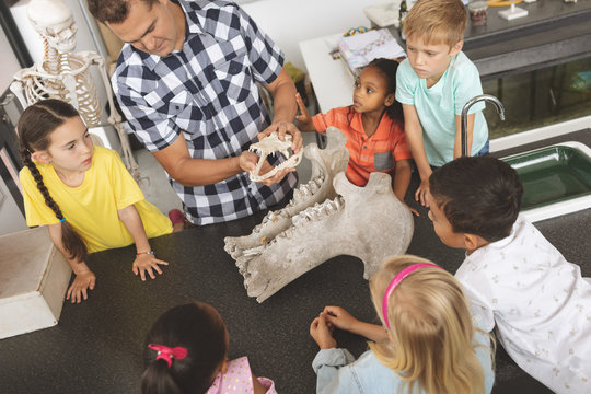 Teacher explaining to his school kids about animal skeleton in classroom