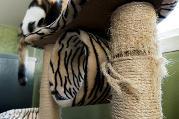 Cat Scratching: Scratching the Cat Scratching from eroding. In the photo, there is a terrorist behind.