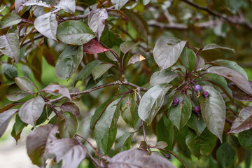 blooming apple tree