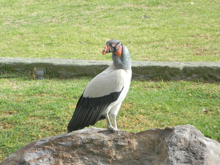 bird of prey