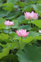 Pink lotus flower blooming in the pond
