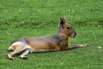Patagonian Mara, Dolichotis patagonum are large relatives of guinea pigs