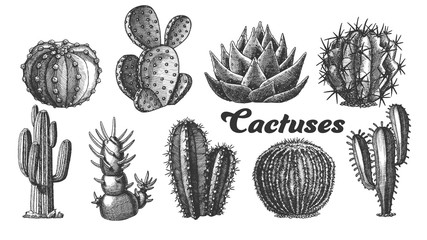 Collection Desert Plants Cactus Set Vintage Vector. Different Succulent Prickly Spine Cactus Exotic Nature Decorative Houseplant Concept. Designed Template Black And White Illustrations © PikePicture