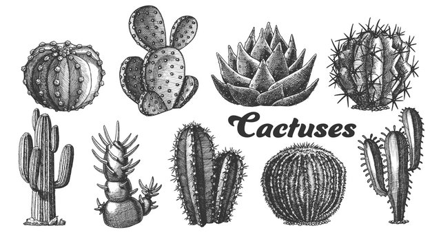 Collection Desert Plants Cactus Set Vintage Vector. Different Succulent Prickly Spine Cactus Exotic Nature Decorative Houseplant Concept. Designed Template Black And White Illustrations