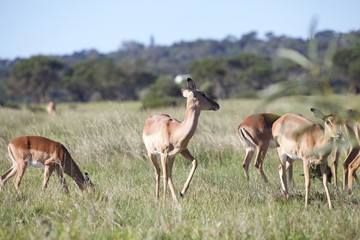 Antelope in South Africa 