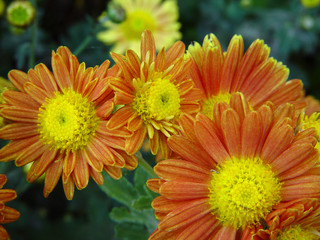 This is a capture during spring 2003 and you can see colorful colors of the  flowers in this image 
