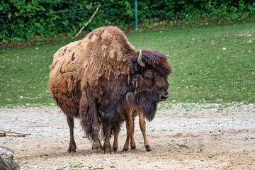 American buffalo known as bison, Bos bison in the zoo