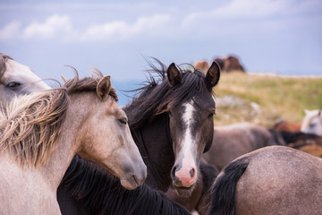 portrait of beautiful wild horses