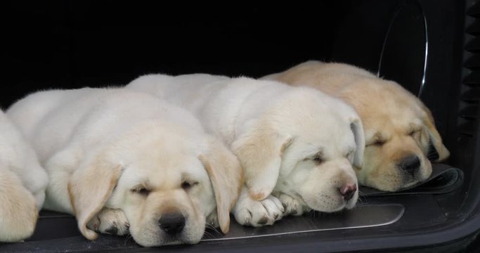 Yellow Labrador Retriever, Puppies Sleeping in the Trunk of a Car, Normandy in France, Slow Motion 4K