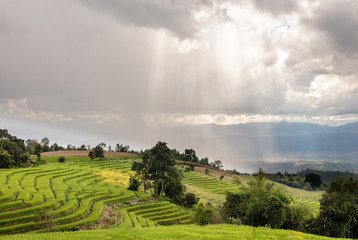 Fototapeta premium sunlight with terrace rice field