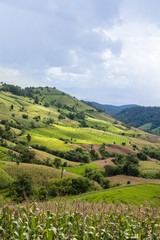 Fototapeta na wymiar Terrace rice field on the hill