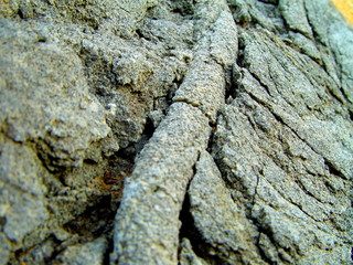 This is a capture during spring 2003 and you can see the pink yellow and orange flowers in this image 