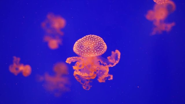 Pink jellyfish swimming in a saltwater tank closeup