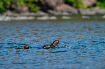 Smooth-coated otter or Lutrogale pers family playing in blue water of ramganga river at jim corbett...