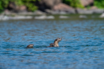Smooth-coated otter or Lutrogale pers family playing in blue water of ramganga river at jim corbett national park, uttarakhand, india