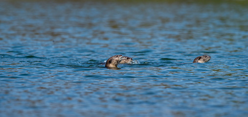 Smooth-coated otter or Lutrogale pers family playing in blue water of ramganga river at jim corbett national park, uttarakhand, india