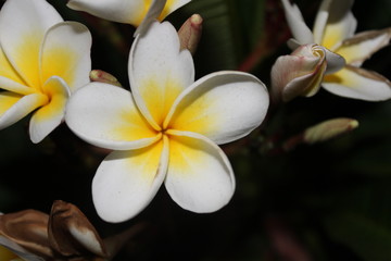 Frangapani Blossom