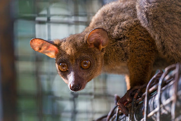 bush baby with large rounded eyes gazing intently