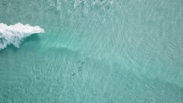Aerial of school of fish swimming on Australian surf beach