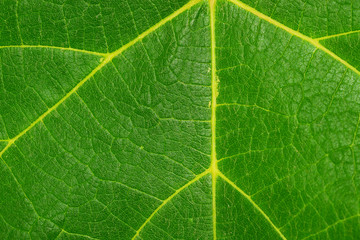 Fototapeta na wymiar green leaf texture background closeup