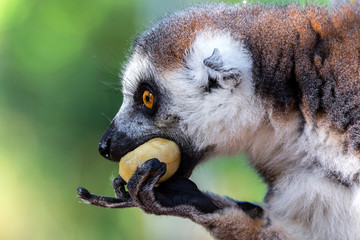 captive ring tailed lemur attentive while eating