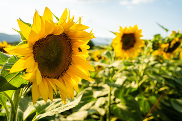 Sunflowers in the crop field in a sunny summer day