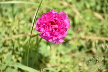 Donnez  une fleur à quelqu'un c'est exprimer un sentment