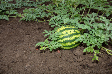 plant agriculture green garden vegetable watermelon food farm 