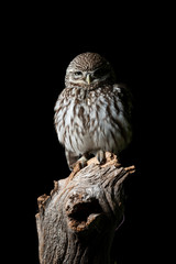 Stunning portrait of Little Owl Athena Noctua in studio setting with black background and dramatic lighting