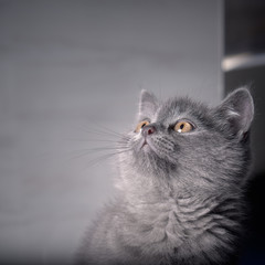Naklejka na ściany i meble Grey british shorthair kitten looking up