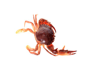 Crab isolated on white background.