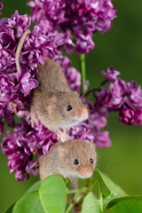 Adorable cute harvest mice micromys minutus on pink flower foliage with neutral green nature...
