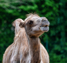 Bactrian camel, Camelus bactrianus in a german zoo