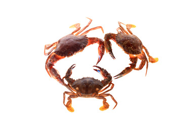 Crab isolated on white background.