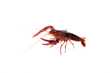 Crayfish
