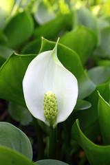 Obraz premium Calla palustris. Water arum in summer close-up