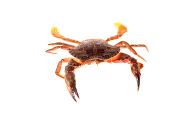 Crab isolated on white background.