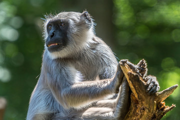 monkey sits on a branch and looks around