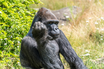 gorilla looks seriously and thinks
