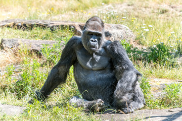 gorilla is lazily looking forward