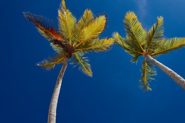 leaf on blue sky