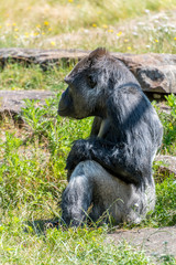 Gorilla male is seriously looking ahead