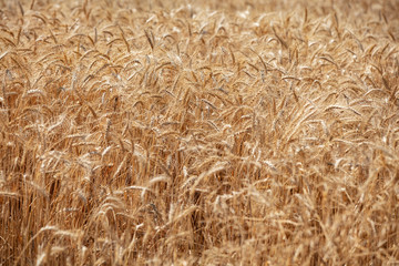 Wheat field. Ears of golden wheat close up. Beautiful Nature Sunset Landscape. Rural Scenery under Shining Sunlight. Background of ripening ears of meadow wheat field. Rich harvest Concept