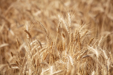 Wheat field. Ears of golden wheat close up. Beautiful Nature Sunset Landscape. Rural Scenery under Shining Sunlight. Background of ripening ears of meadow wheat field. Rich harvest Concept