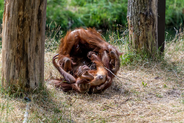 two orangutans are playing around